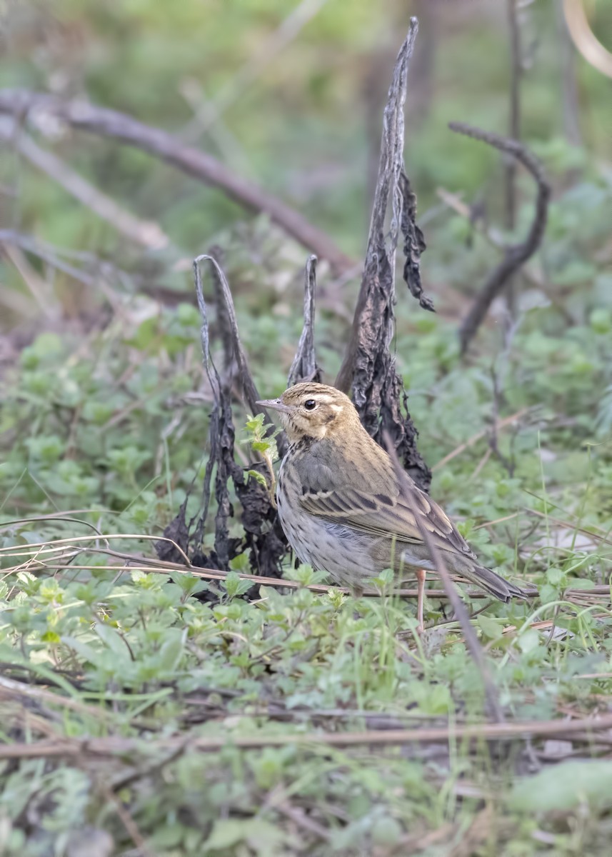 Olive-backed Pipit - ML145039131