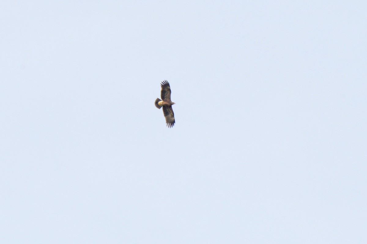 Lesser Spotted Eagle - ML145041921