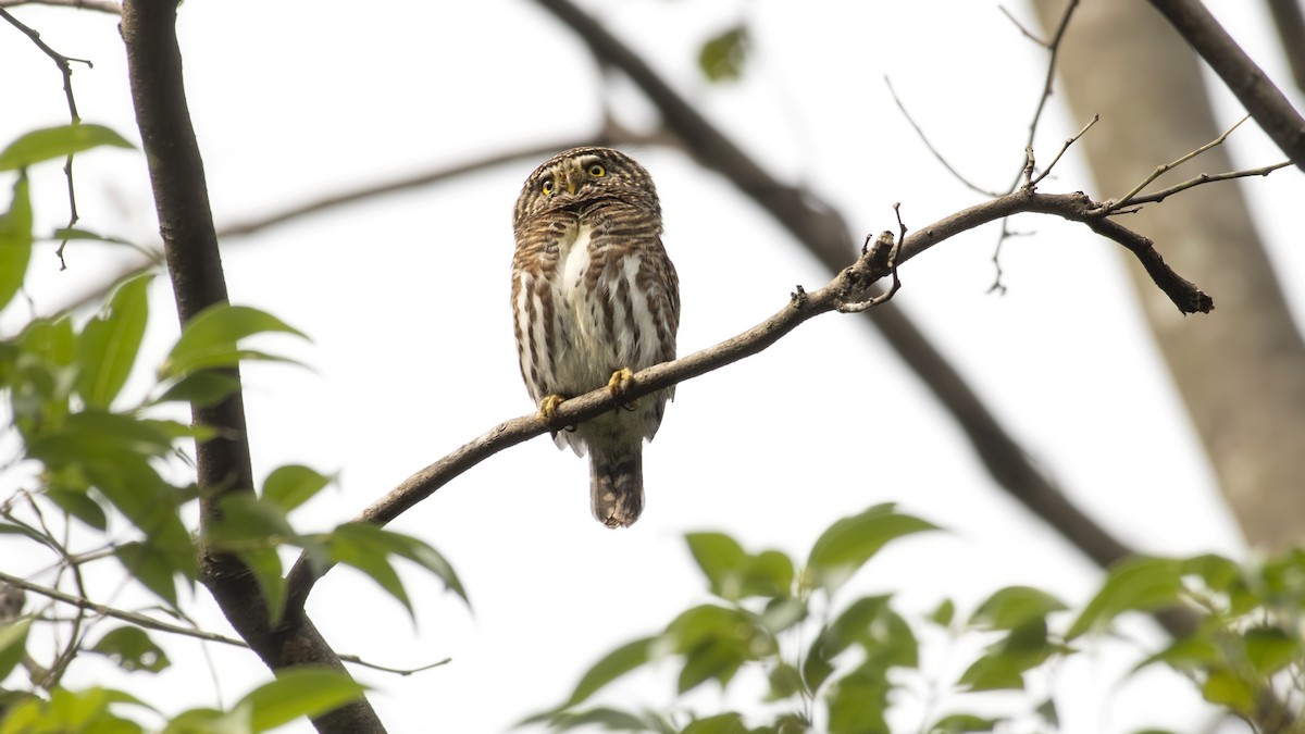 Collared Owlet - ML145042821