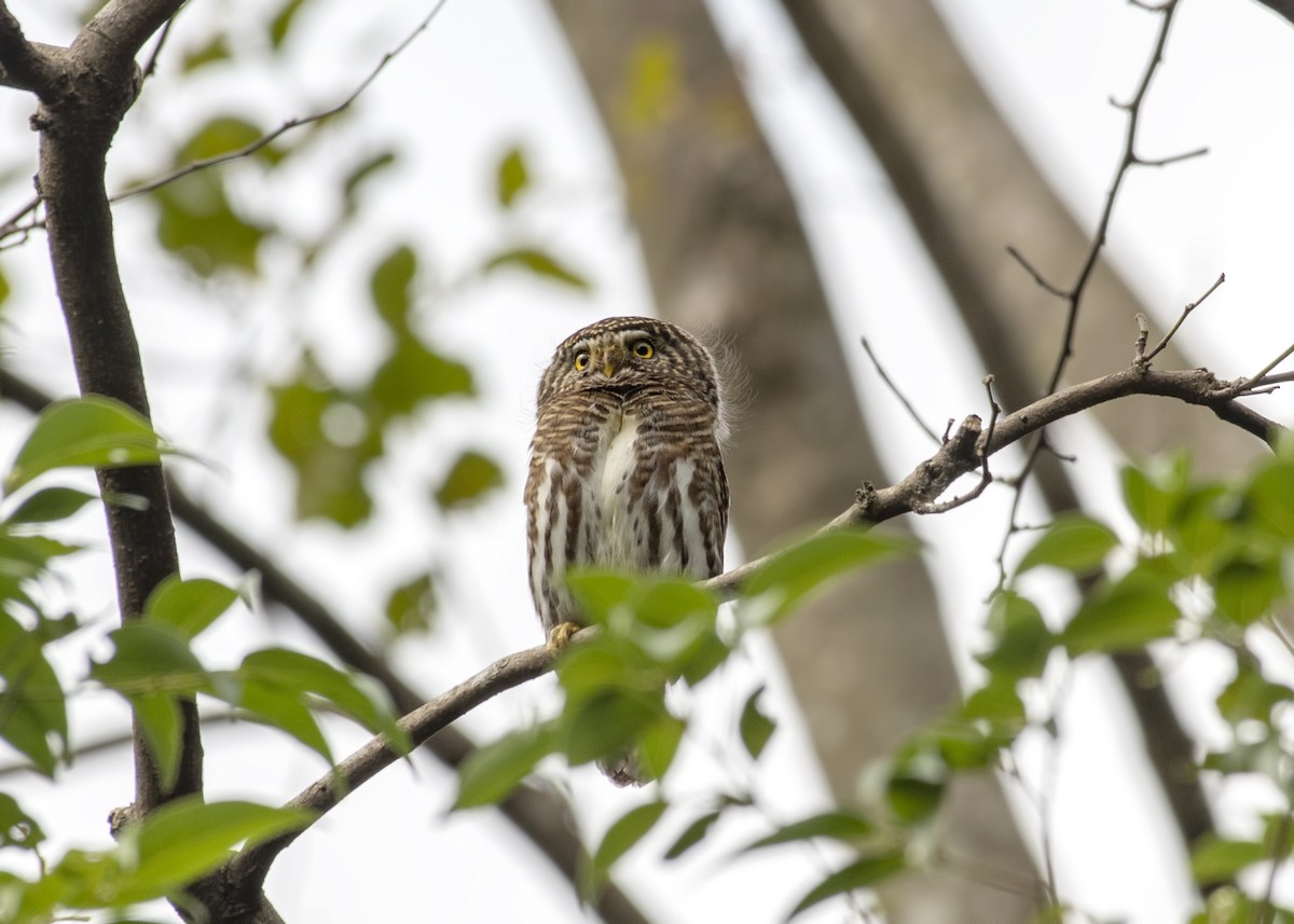 Collared Owlet - ML145042831