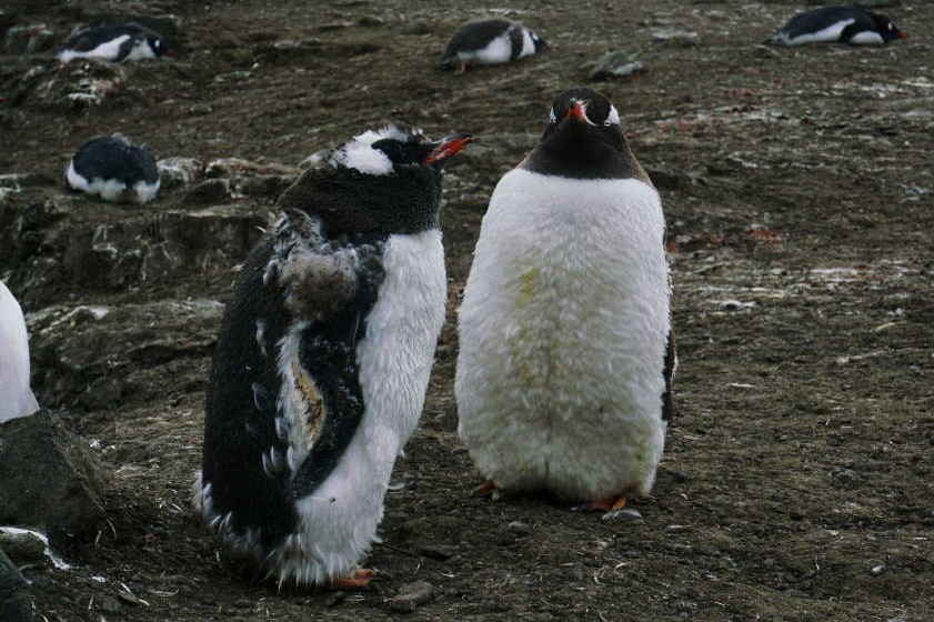 Ослиный пингвин - ML145042971