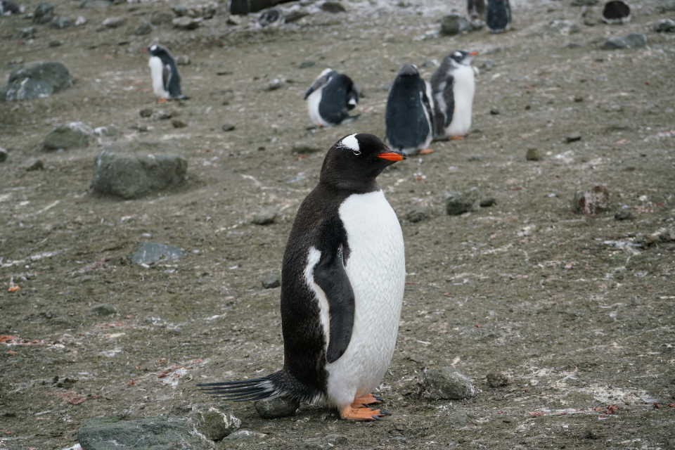 Gentoo Penguin - ML145043231