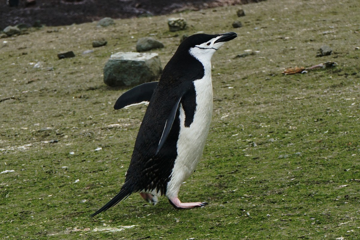 Пінгвін антарктичний - ML145043921
