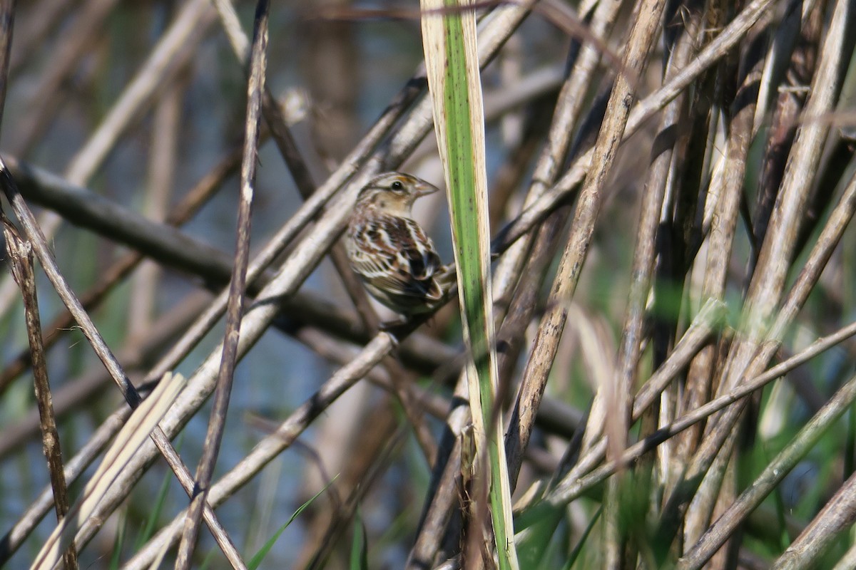 Grasshopper Sparrow - Lynn Hodgson