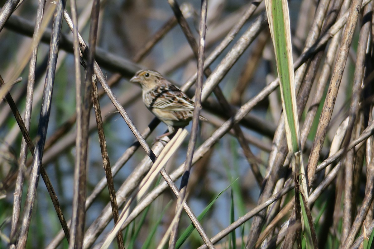 Grasshopper Sparrow - Lynn Hodgson