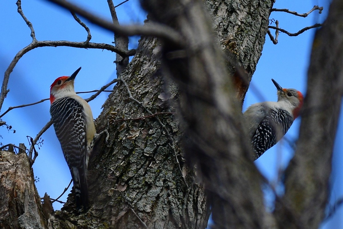 Red-bellied Woodpecker - Terri Kershaw