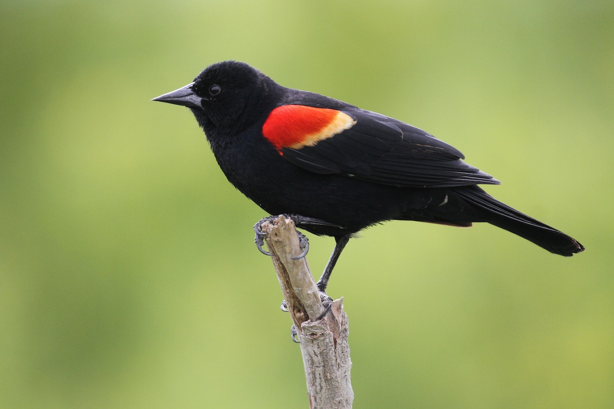 Red-winged Blackbird - Alex Lamoreaux