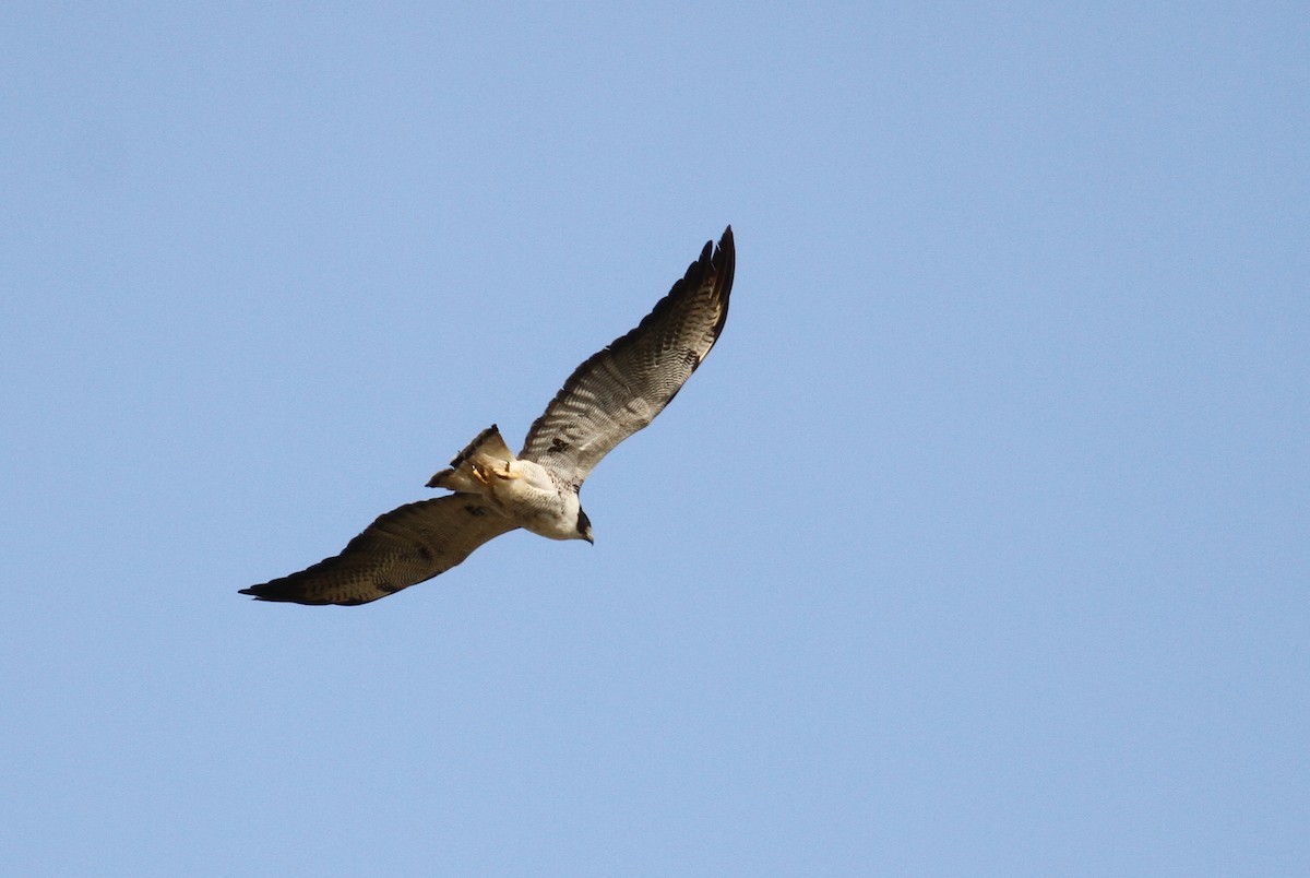 White-tailed Hawk - Alex Lamoreaux