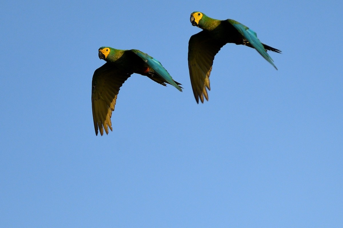 Red-bellied Macaw - Hugh Whelan