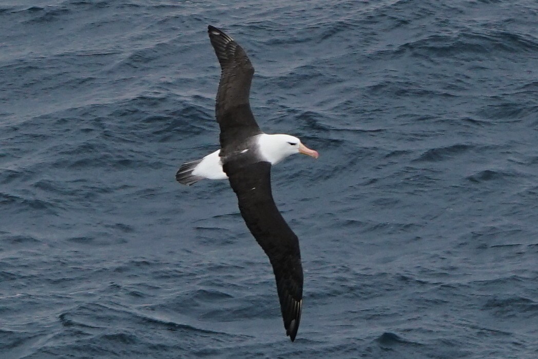 Black-browed Albatross - ML145050691