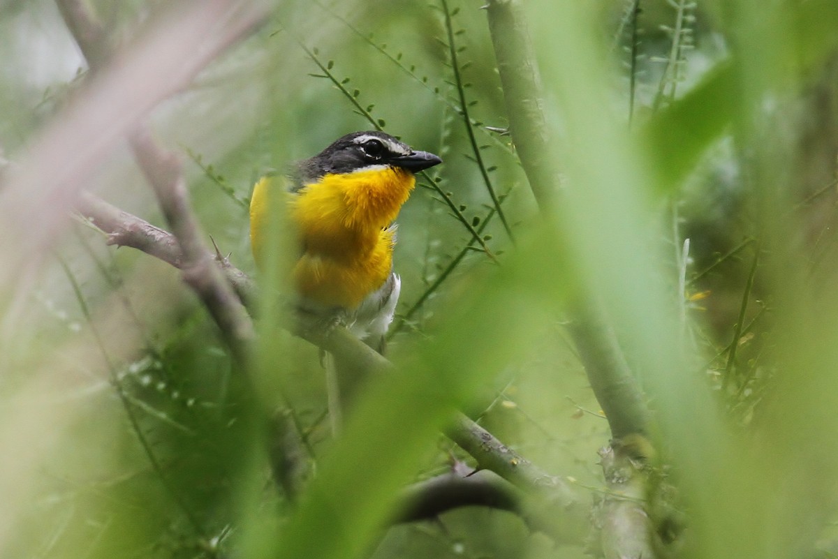 Yellow-breasted Chat - Alex Lamoreaux