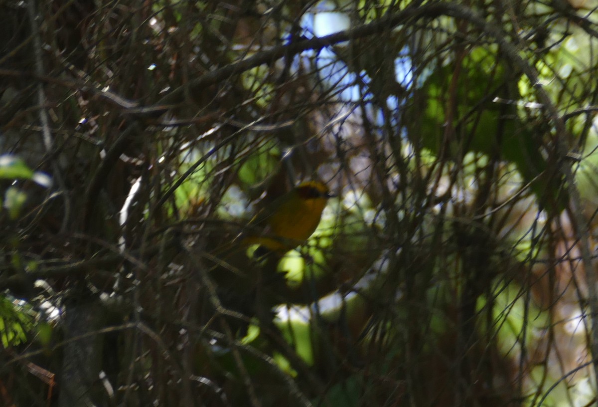 Golden-browed Warbler - Richard MacIntosh