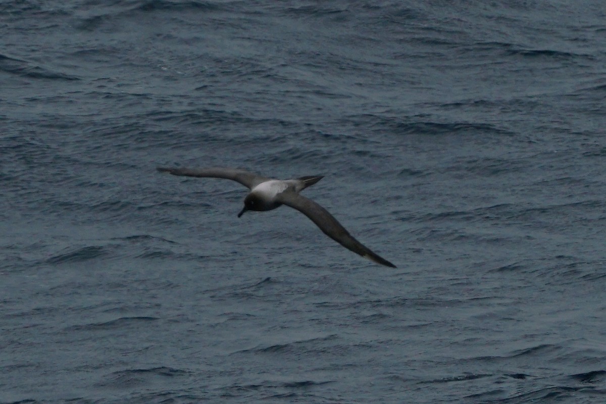 Light-mantled Albatross - ML145054611
