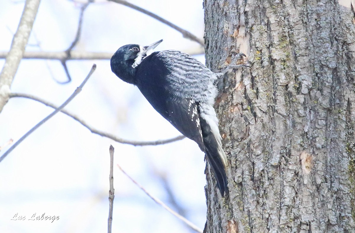 Black-backed Woodpecker - Luc Laberge