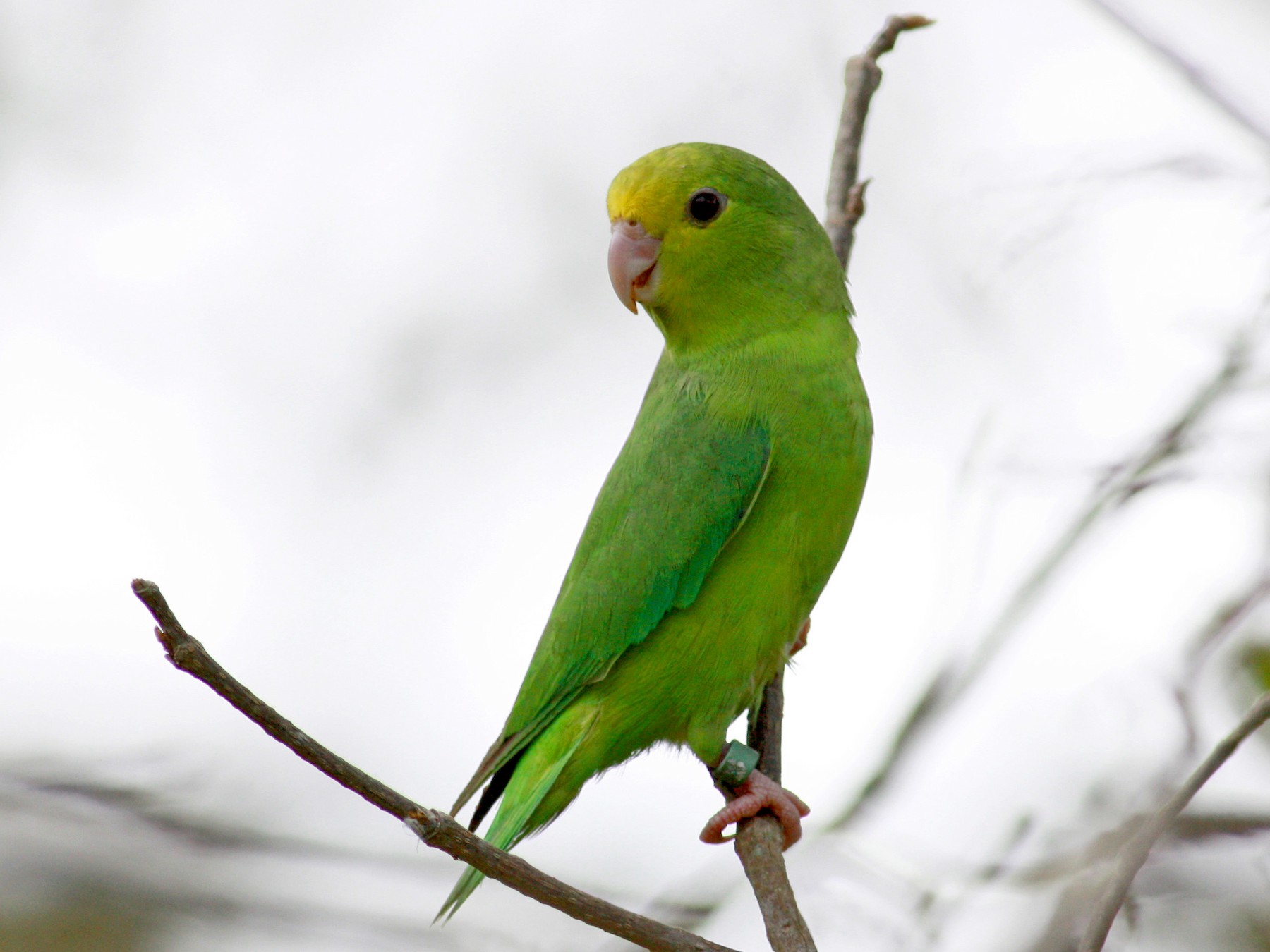Female Green Parrotlet  