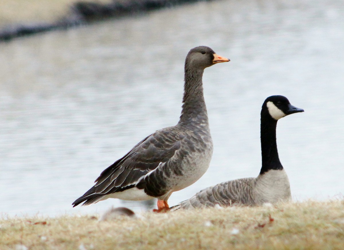 Greater White-fronted Goose - Dave Z.