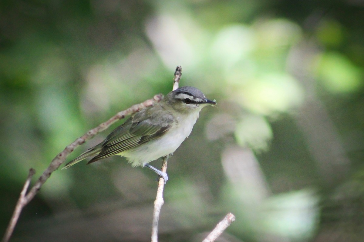 Red-eyed Vireo - Dave Z.