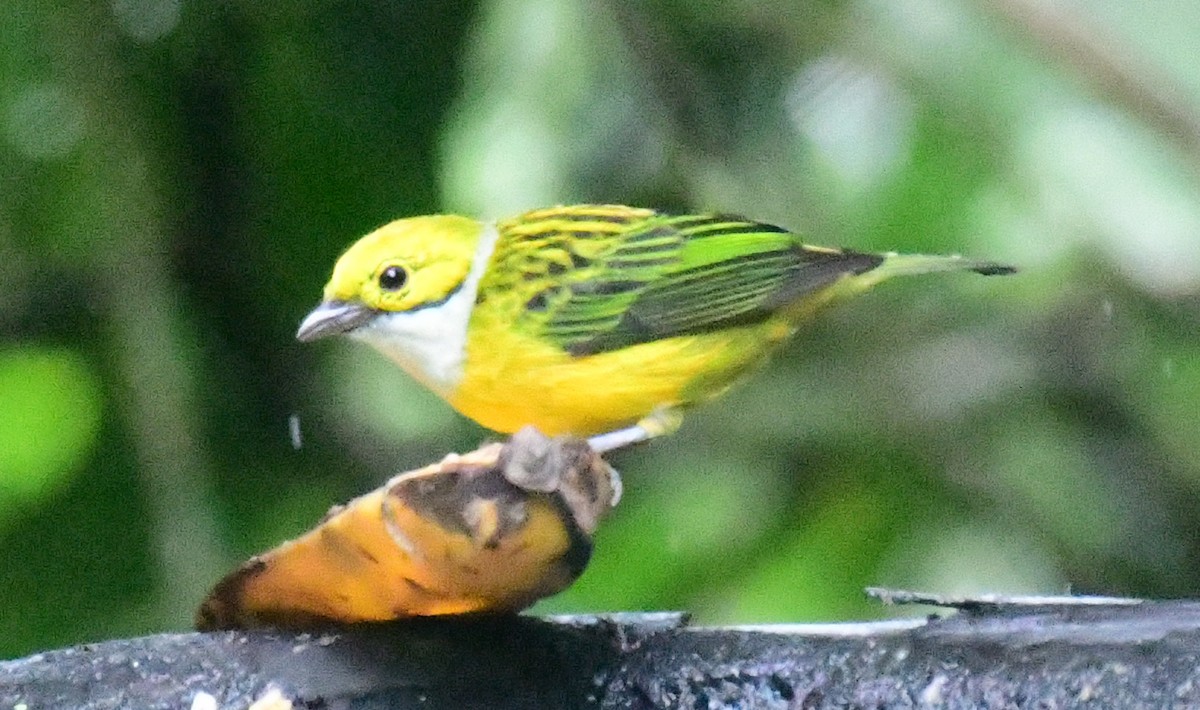 Silver-throated Tanager - ML145068631