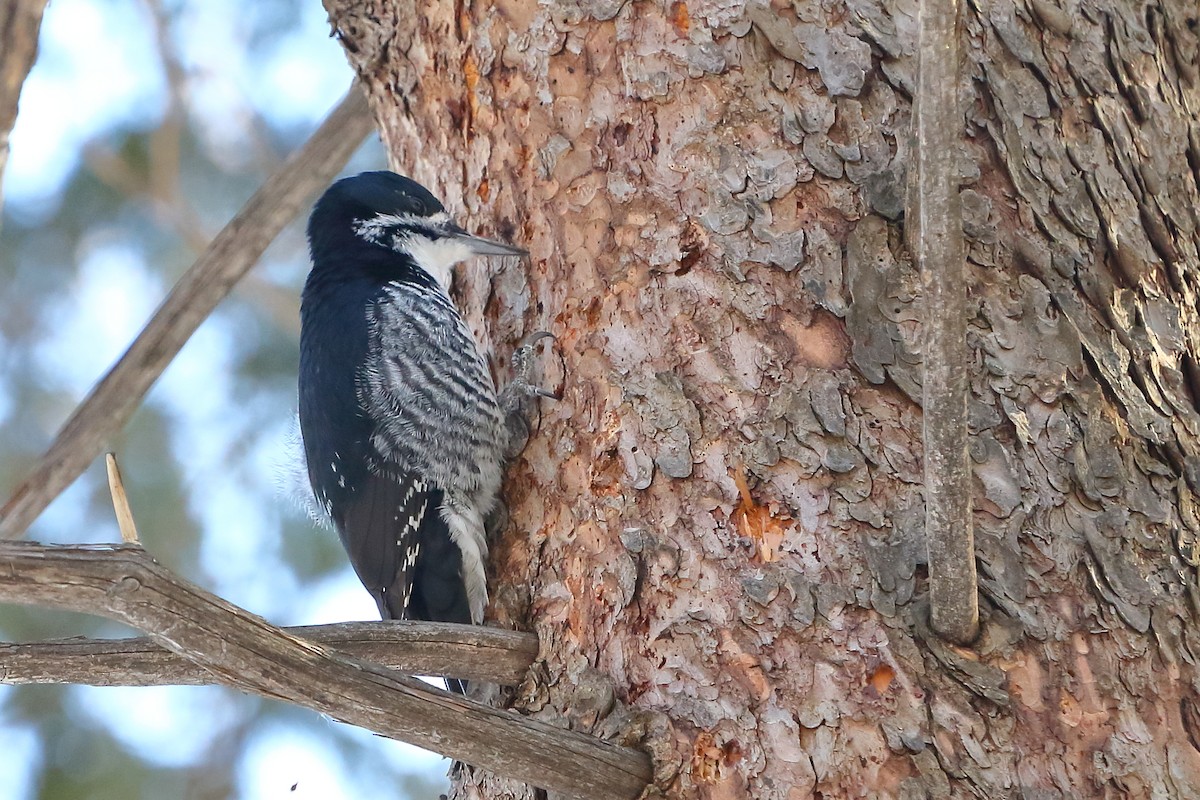 Black-backed Woodpecker - André Turcot