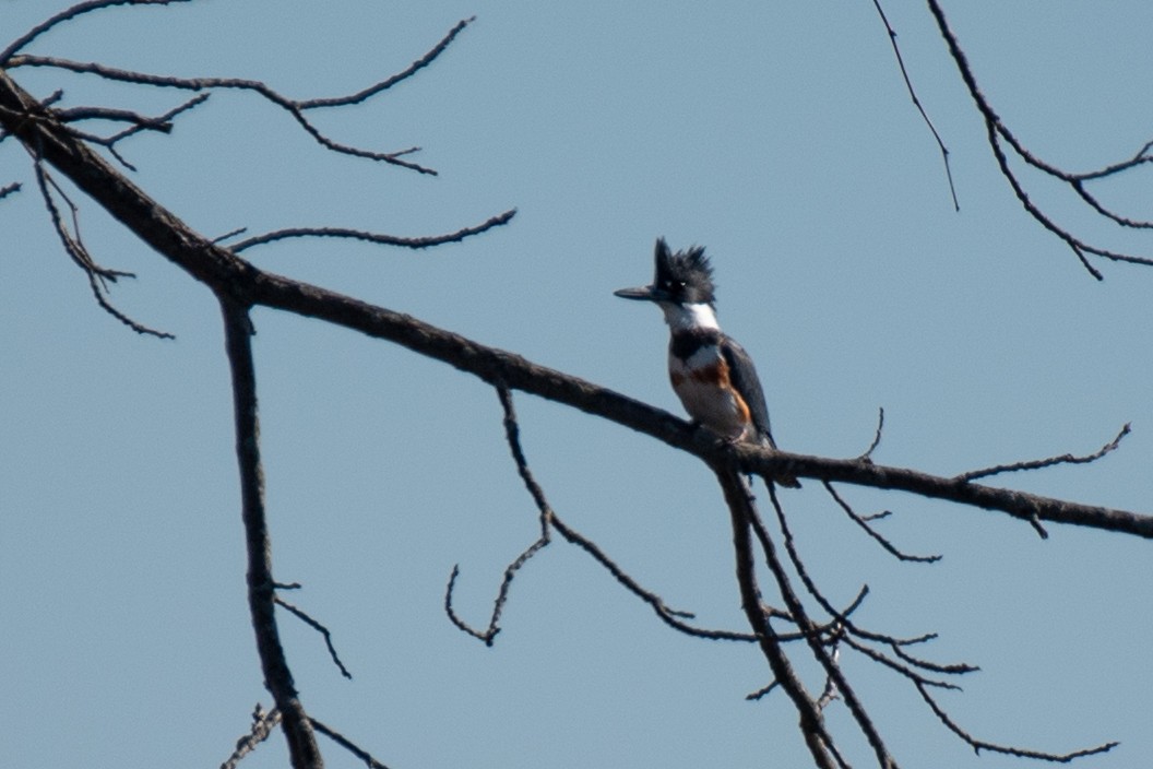 Belted Kingfisher - Kayann Cassidy
