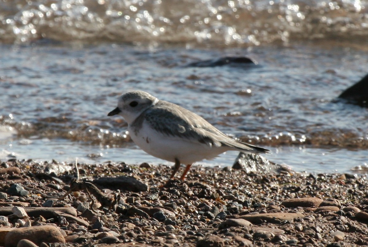 Piping Plover - Cole Wolf