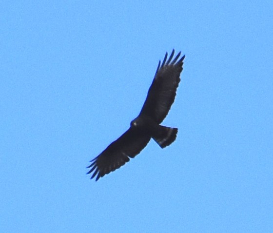 Zone-tailed Hawk - ML145071301