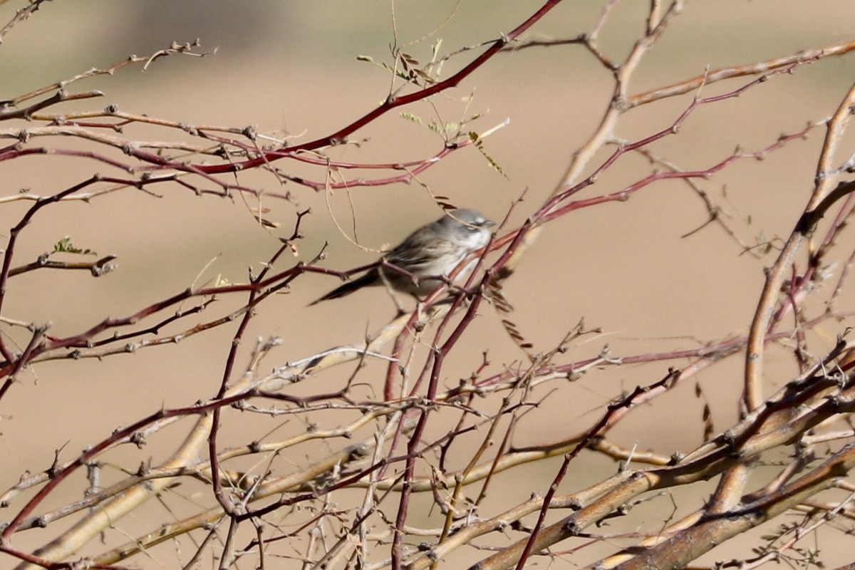 Sagebrush Sparrow - ML145072171