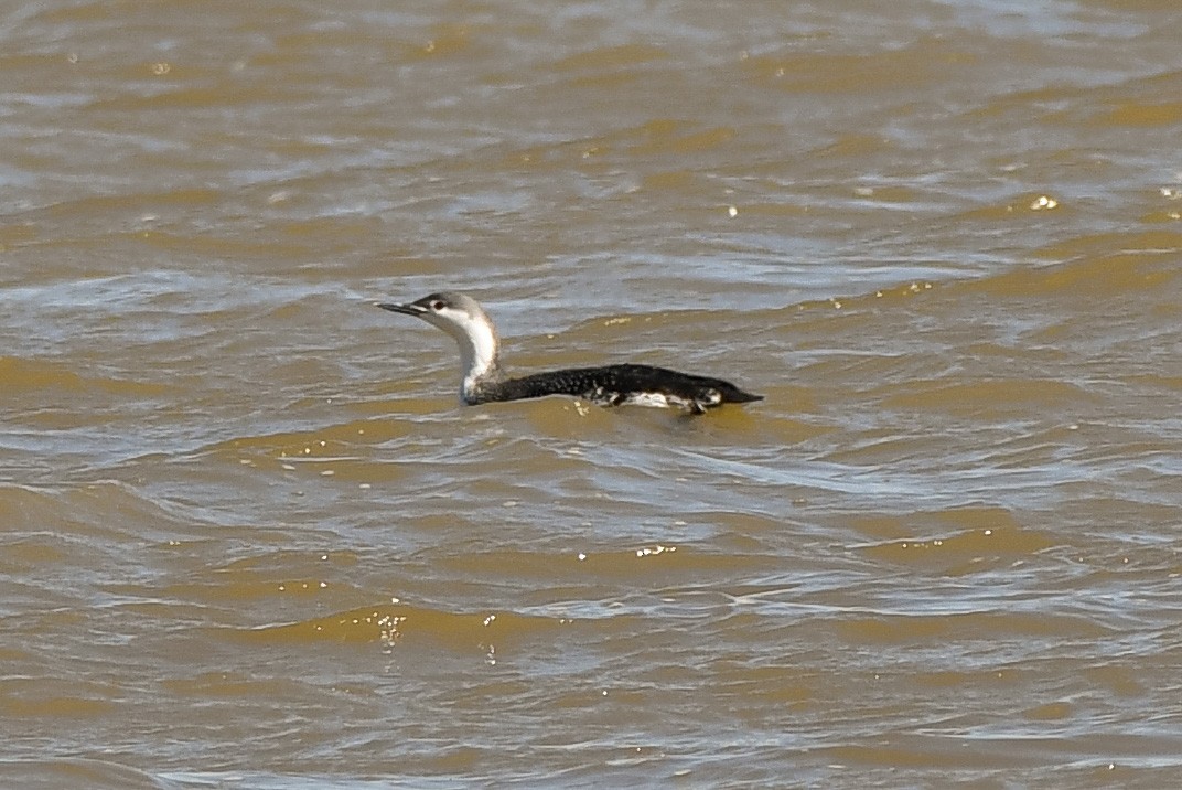 Red-throated Loon - ML145073321