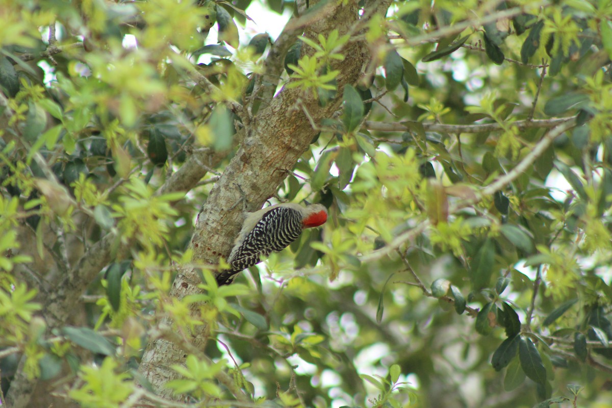 Red-bellied Woodpecker - ML145073491
