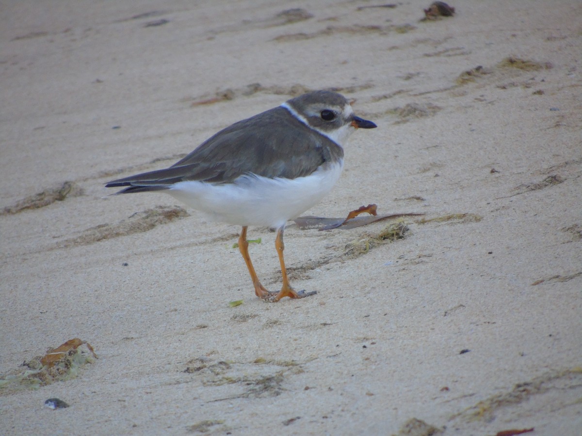 Semipalmated Plover - ML145075451