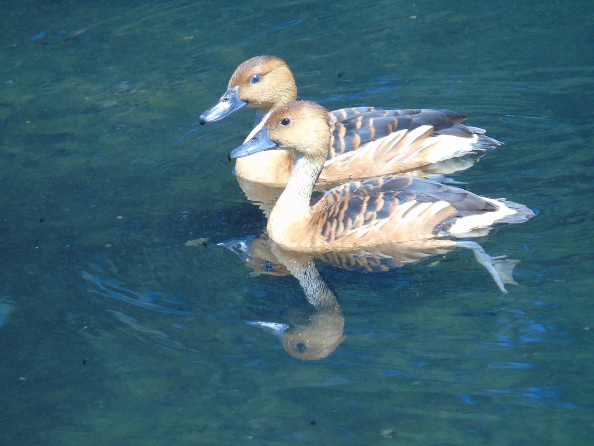 Fulvous Whistling-Duck - ML145076361