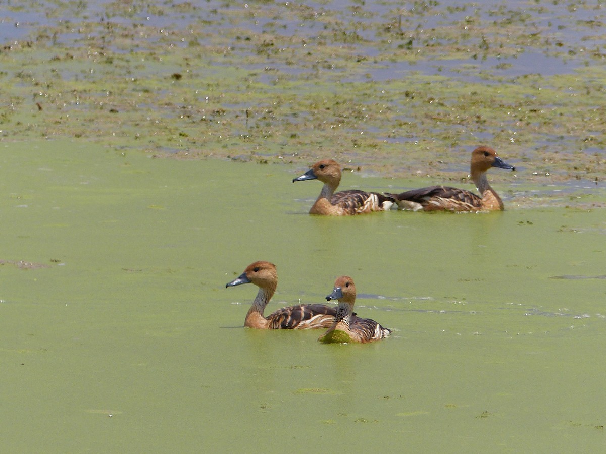Fulvous Whistling-Duck - ML145078141