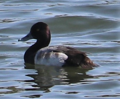 Greater Scaup - ML145080971