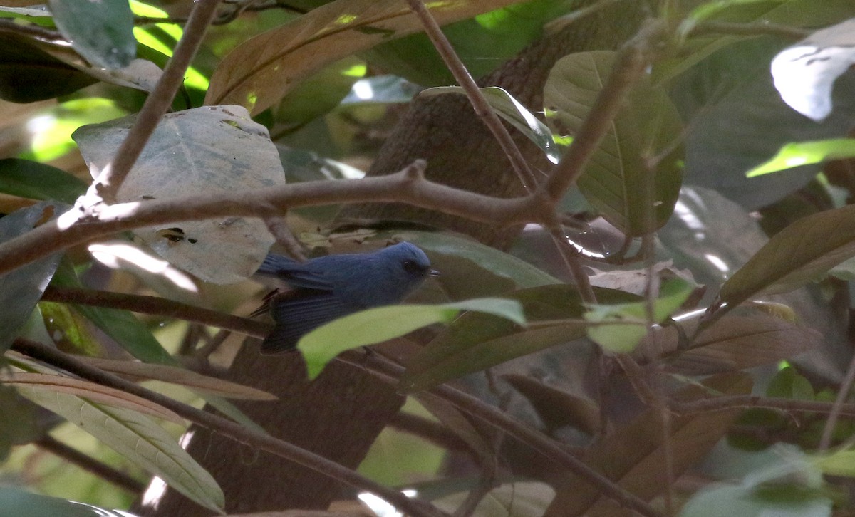 African Blue Flycatcher - ML145083321