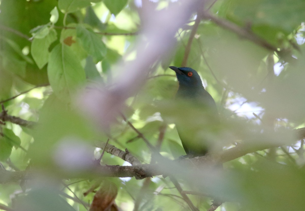 Bronze-tailed Starling - ML145083451