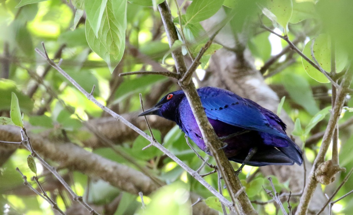 Bronze-tailed Starling - ML145083591