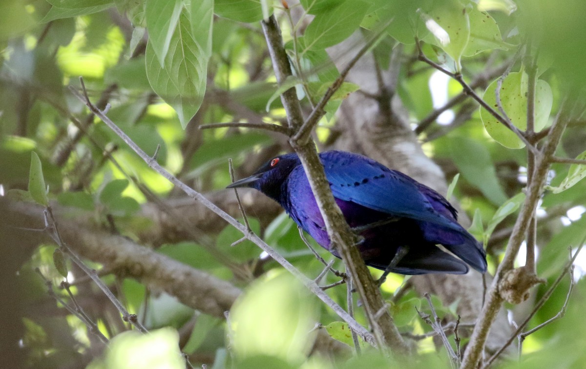 Bronze-tailed Starling - ML145083601