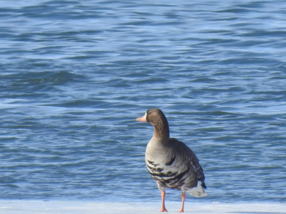 Greater White-fronted Goose - ML145083791