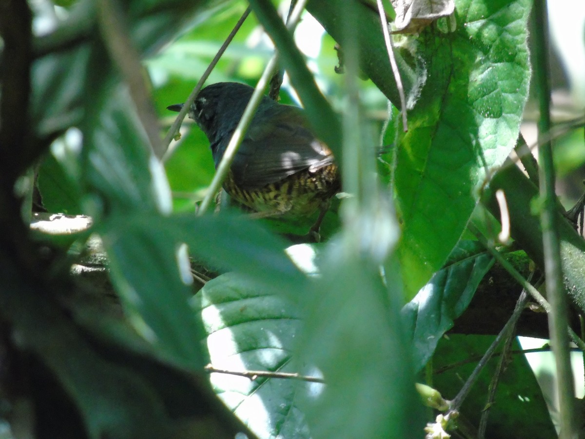 White-breasted Tapaculo - ML145085371