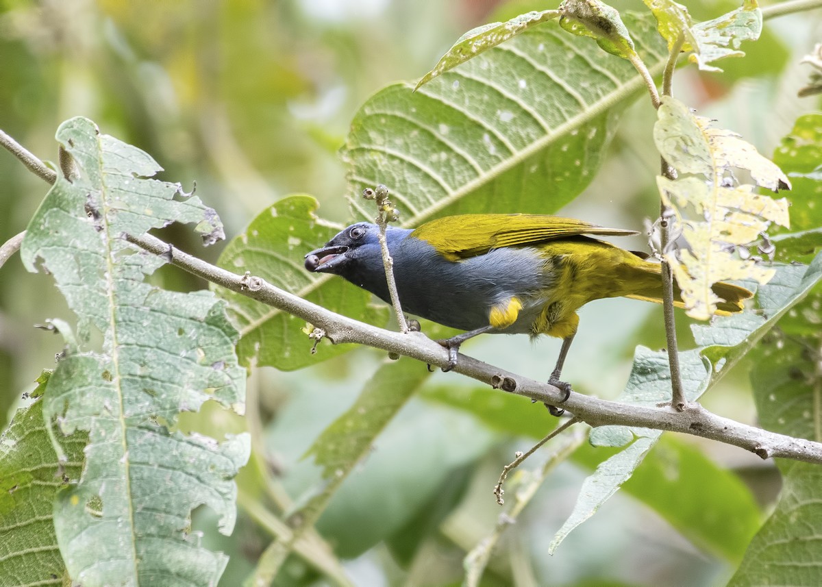 Blue-capped Tanager - ML145085821