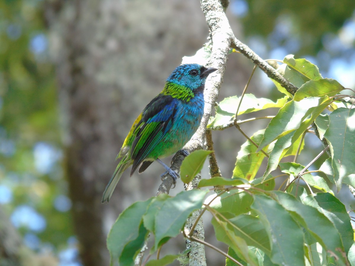 Green-headed Tanager - ML145085921