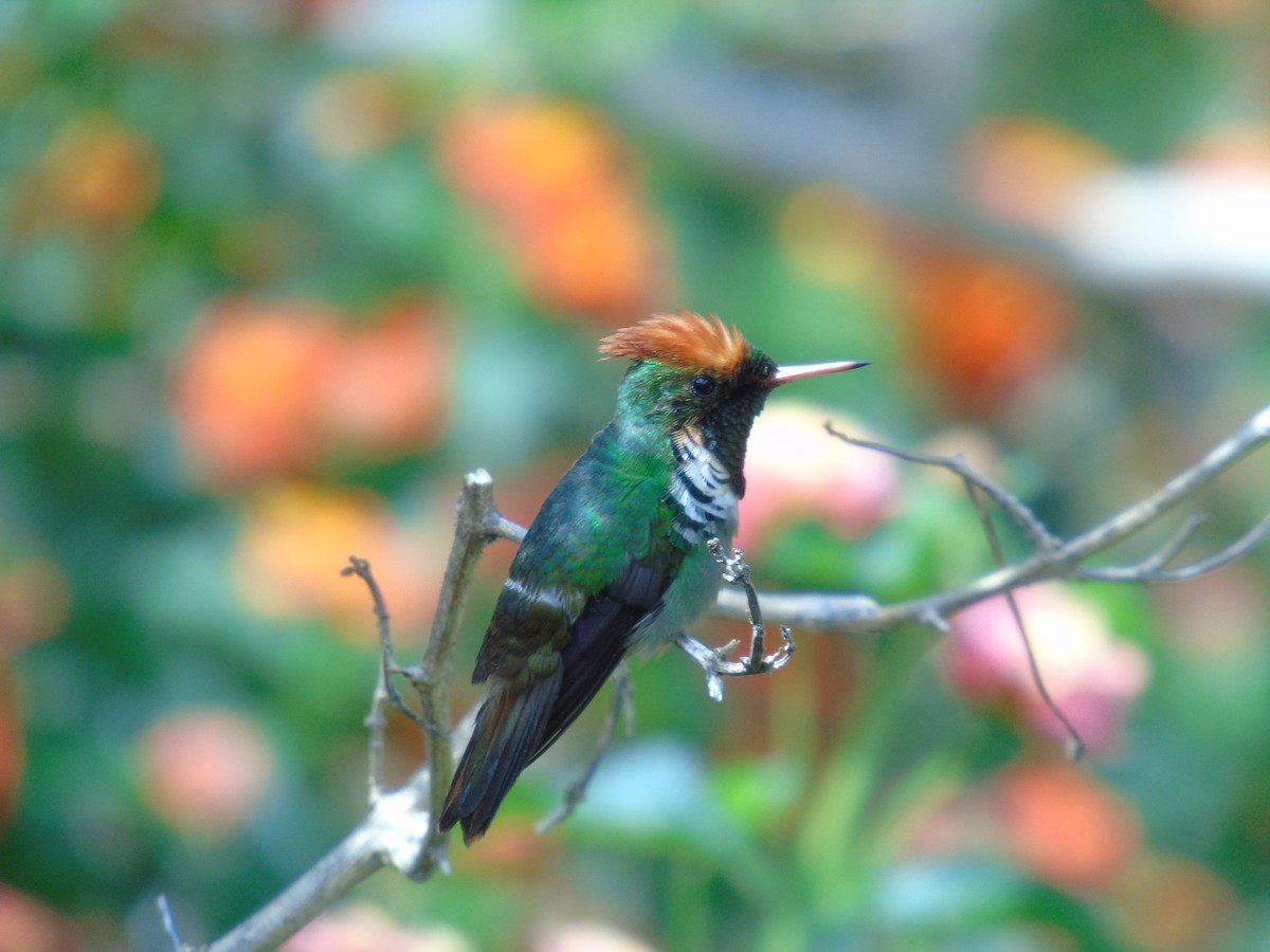 Frilled Coquette - ML145086051