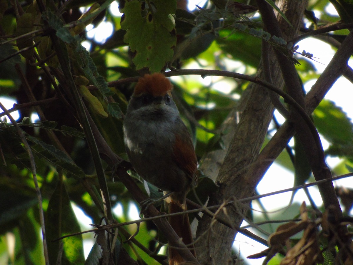 Rufous-capped Spinetail - WILLIAM MACIEL