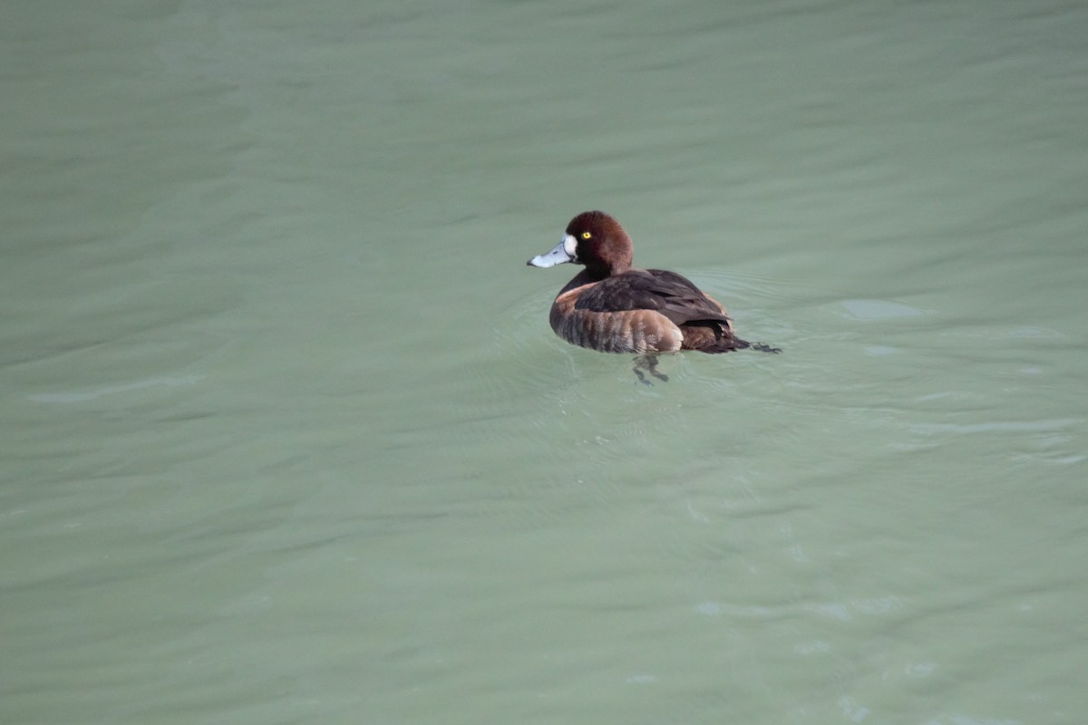 Greater Scaup - ML145091821