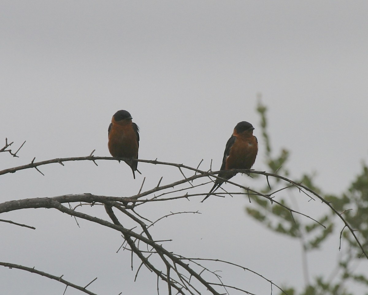 Rufous-chested Swallow - Cole Wolf