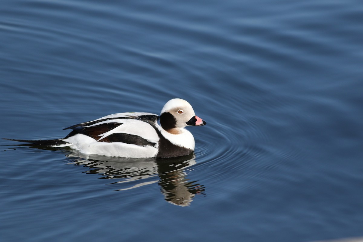 Long-tailed Duck - ML145094541