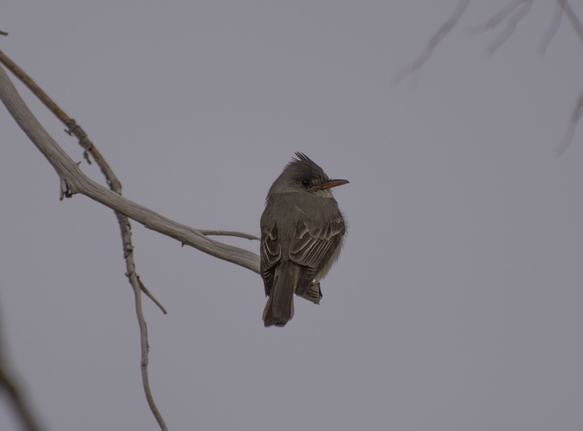 Greater Pewee - ML145094691