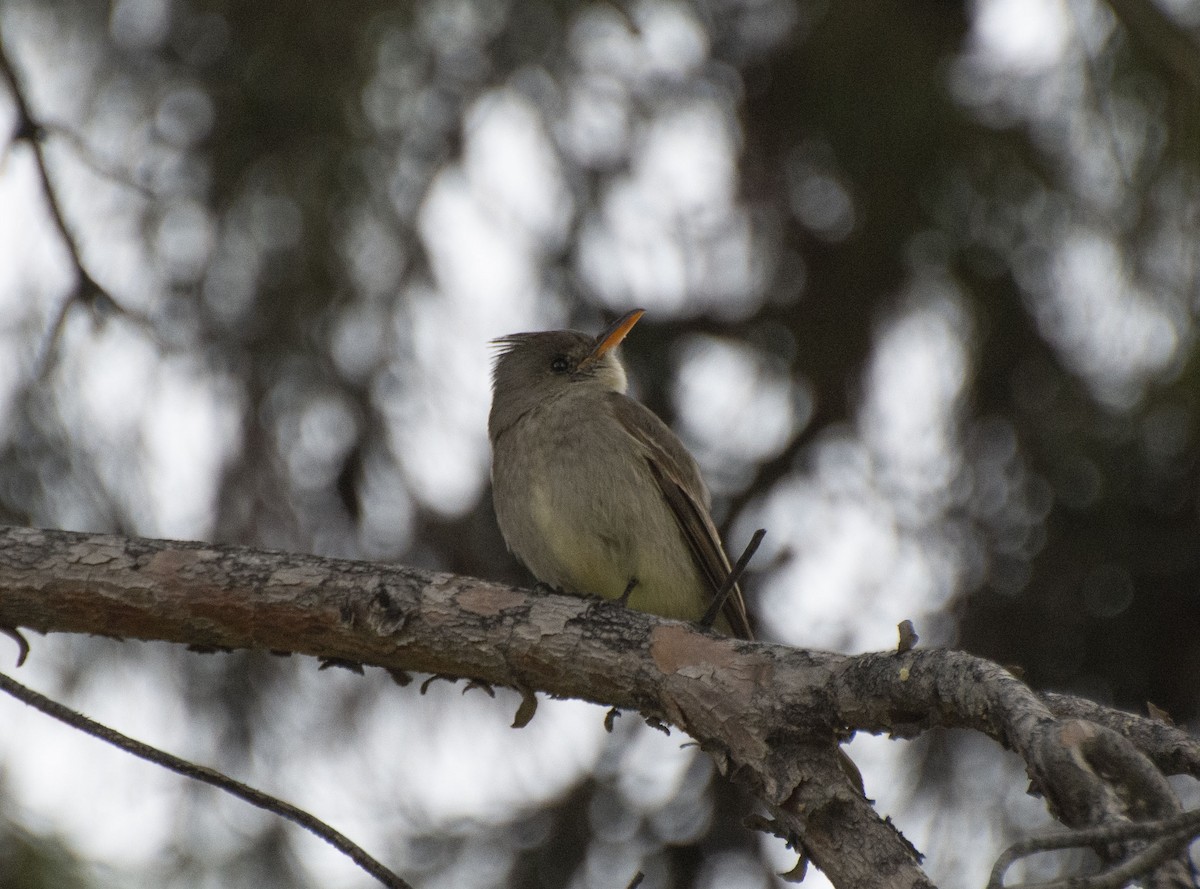 Greater Pewee - ML145094821