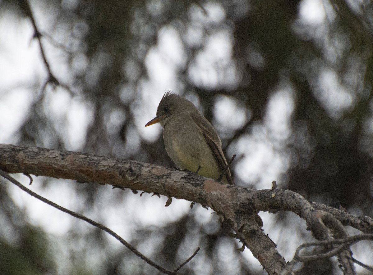 Greater Pewee - ML145094851