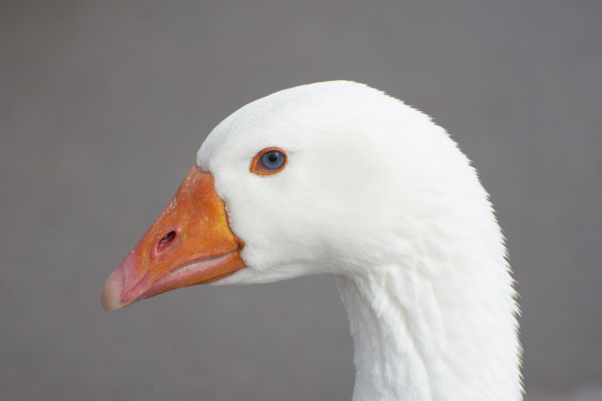 Domestic goose sp. (Domestic type) - ML145095151